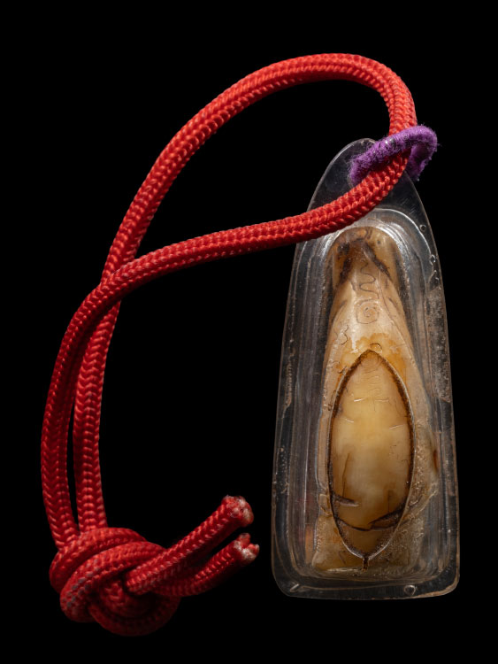 เสือหลวงพ่อสาย วัดคลองด่าน-1