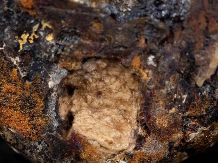 ฤาษี เนื้อไม้แกะปิดทองอุดผง ไม่ทราบที่ เก่ามาก-1